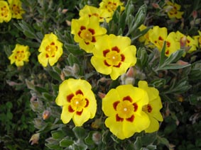 Halimium lasianthum